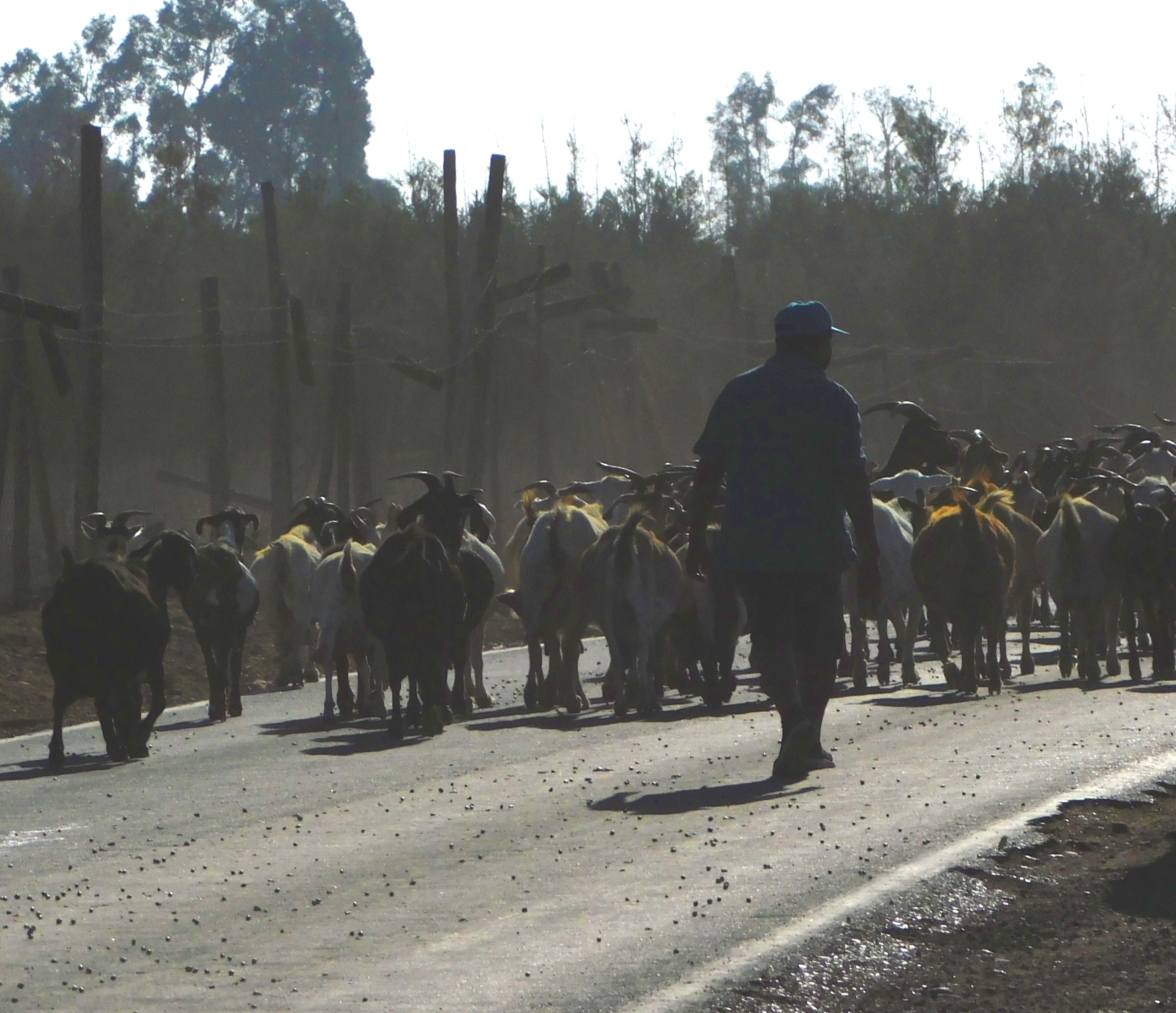 HD Haciendas de Vallenar (6)